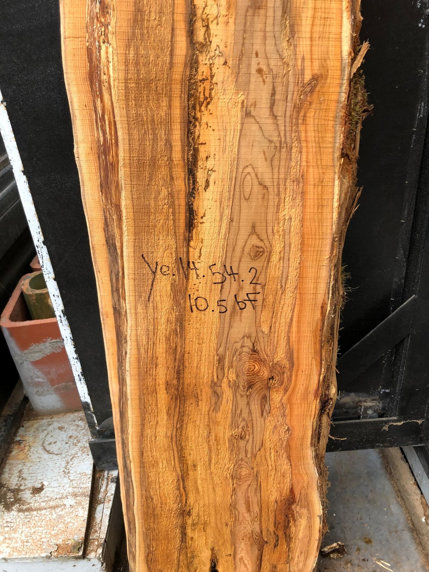 Pacific Yew